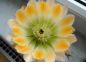 Preview: Echinocereus ctenoides struppig